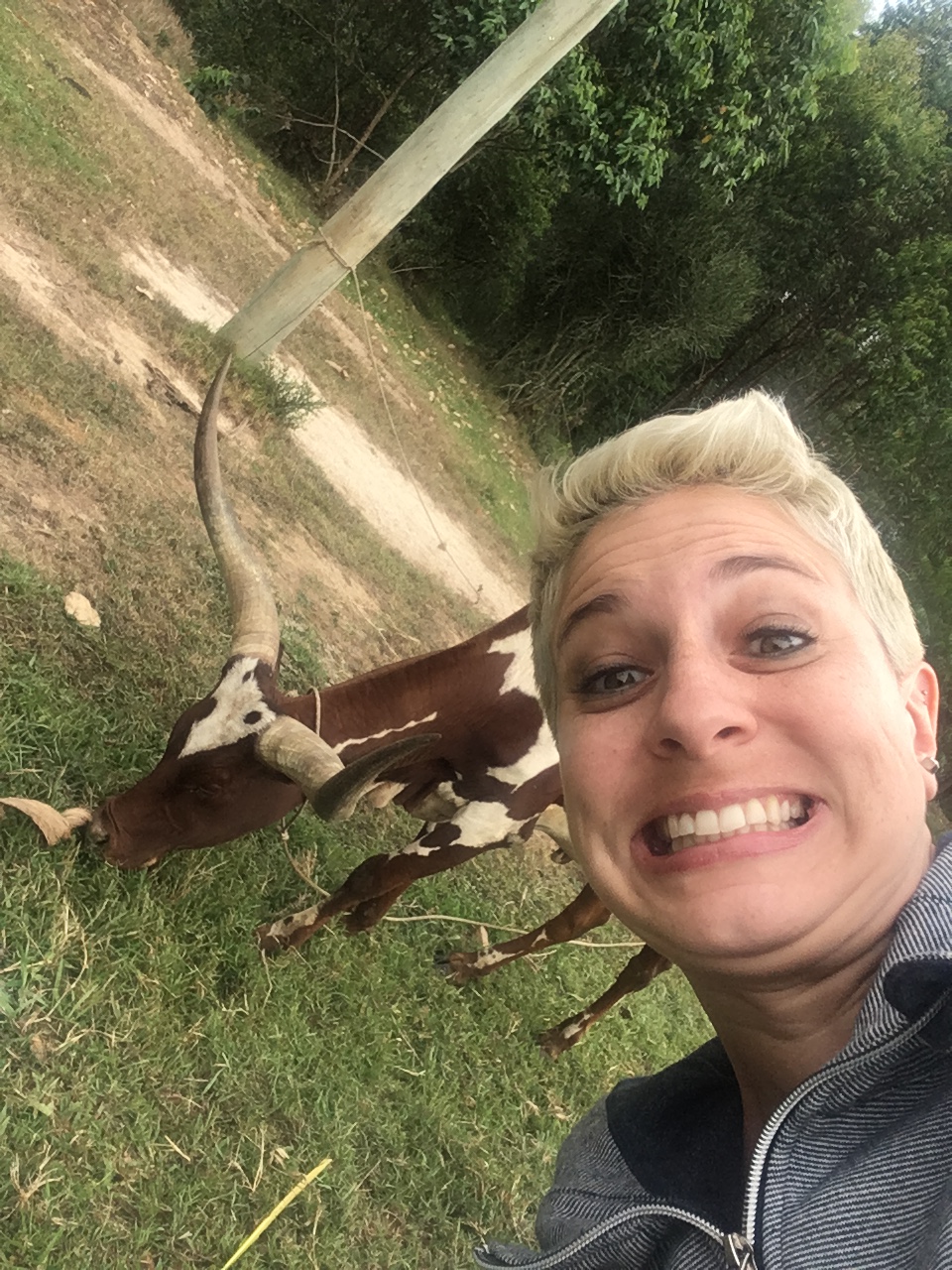 Africa - just me and a cow